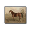 Vintage Brown Horse Antique Landscape Framed Wall Art Print