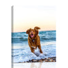 Custom Canvas Prints with Your Photos for Pet/Animal, Personalized Canvas Pictures for Wall to Print Framed